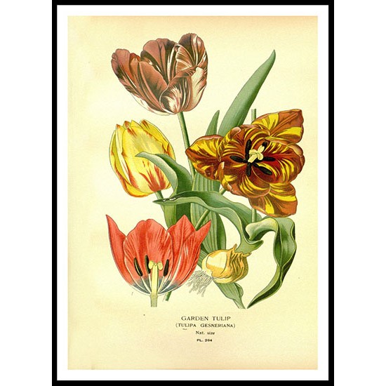 Vintage Flower - 269, A New Print Of a Vintage Flower Poster