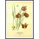 Vintage Flower - 270, A New Print Of a Vintage Flower Poster