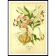 Vintage Flower - 271, A New Print Of a Vintage Flower Poster