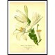 Vintage Flower - 272, A New Print Of a Vintage Flower Poster