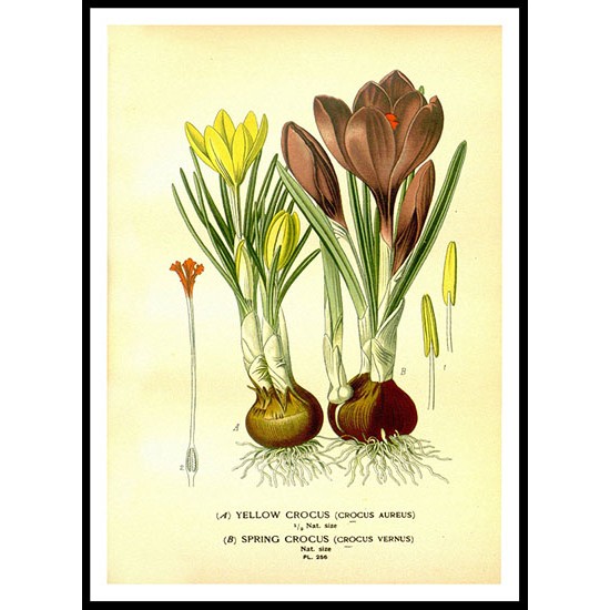 Vintage Flower - 273, A New Print Of a Vintage Flower Poster