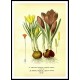 Vintage Flower - 273, A New Print Of a Vintage Flower Poster