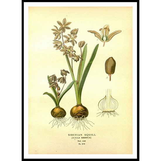 Vintage Flower - 274, A New Print Of a Vintage Flower Poster