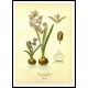 Vintage Flower - 274, A New Print Of a Vintage Flower Poster