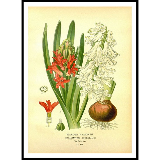 Vintage Flower - 275, A New Print Of a Vintage Flower Poster