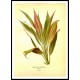 Vintage Flower - 279, A New Print Of a Vintage Flower Poster