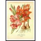 Vintage Flower - 280, A New Print Of a Vintage Flower Poster