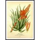 Vintage Flower - 281, A New Print Of a Vintage Flower Poster