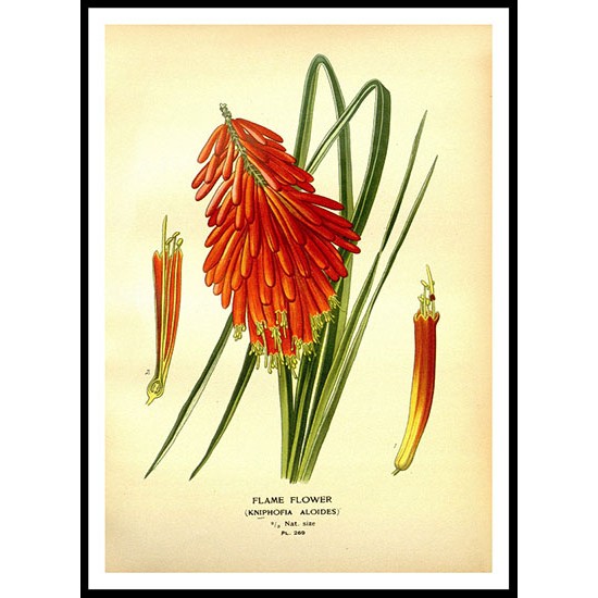 Vintage Flower - 283, A New Print Of a Vintage Flower Poster