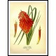 Vintage Flower - 283, A New Print Of a Vintage Flower Poster