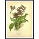 Vintage Flower - 284, A New Print Of a Vintage Flower Poster