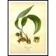 Vintage Flower - 286, A New Print Of a Vintage Flower Poster