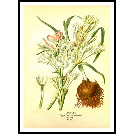 Vintage Flower - 287, A New Print Of a Vintage Flower Poster