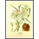 Vintage Flower - 287, A New Print Of a Vintage Flower Poster