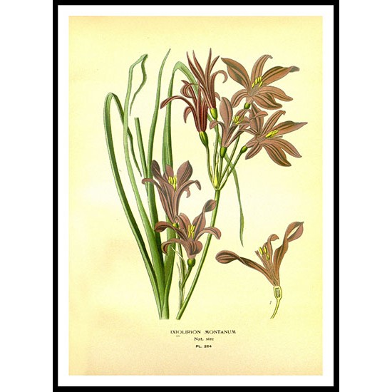 Vintage Flower - 288, A New Print Of a Vintage Flower Poster