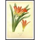 Vintage Flower - 289, A New Print Of a Vintage Flower Poster