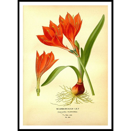 Vintage Flower - 290, A New Print Of a Vintage Flower Poster