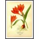 Vintage Flower - 290, A New Print Of a Vintage Flower Poster