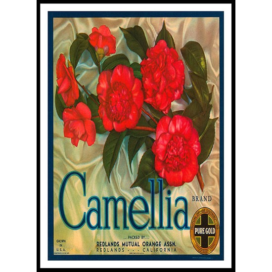 Camellia, A New Print Of a Vintage Label