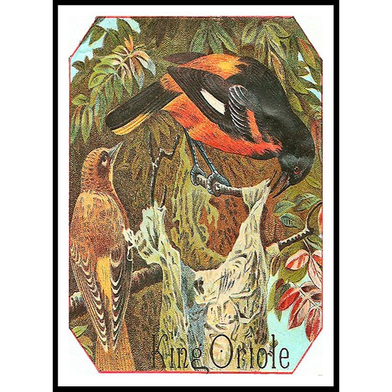 King Oriole, A New Print Of a Vintage Label