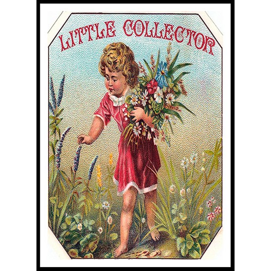 Little Collector, A New Print Of a Vintage Label Little Collector, A New Print Of a Vintage Label