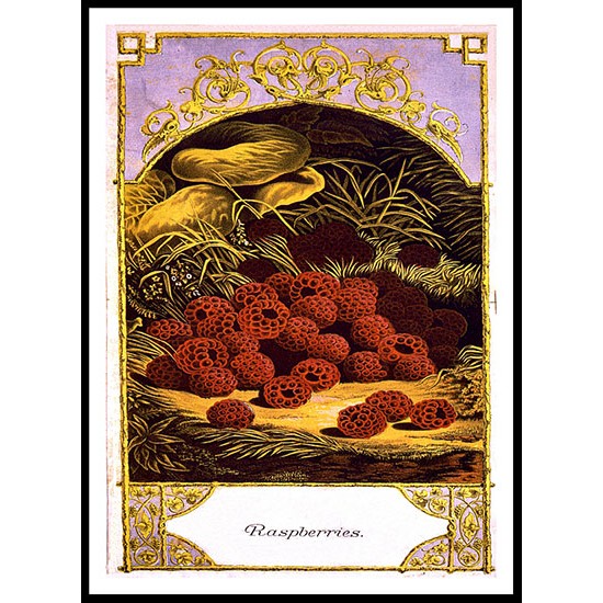 Raspberries 1874, A New Print Of a Vintage Label