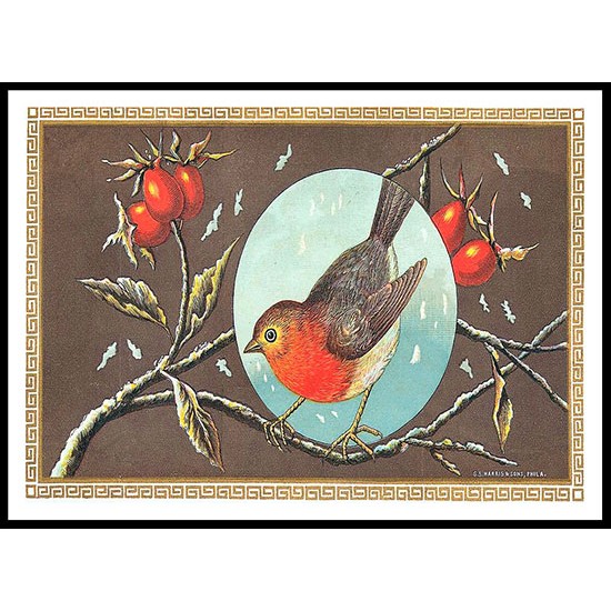 Robin, A New Print Of a Vintage Label