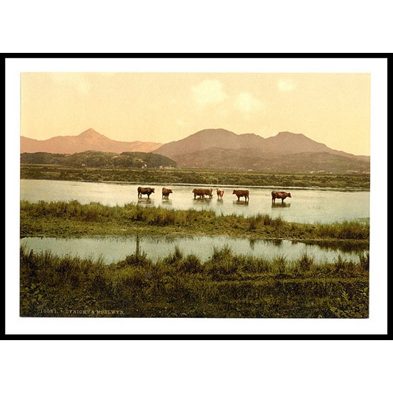 Cynichtand Moelwyn Cattle Study Wales, A New Print Of A Vintage Wales Photochrom