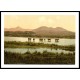 Cynichtand Moelwyn Cattle Study Wales, A New Print Of A Vintage Wales Photochrom